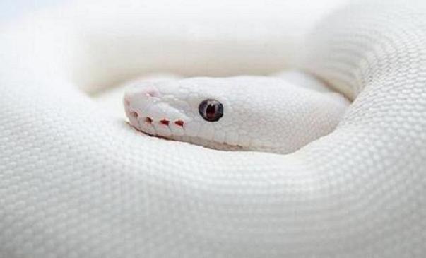 Фото к теме статьи: К чему готовиться, если увидели во сне змей?