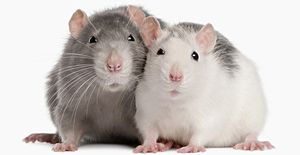 Что предвещает сон о крысах?