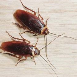 Фото к теме статьи: Чего ждать от будущего, если приснились тараканы? К чему снятся тараканы?