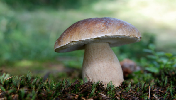 Фото к теме статьи: К чему снятся грибы?